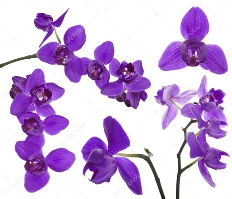 Lilac Orchids — Stock Photo © Drpas 55499819