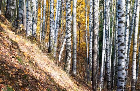 Birch Grove On The Mountainside Autumn Landscape Stock Image Image