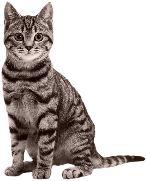 Download Cat Images Transparent Image Clipart Png Free Freepngclipart
