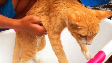 Cute Cats Taking A Bath First Time Funny Kitten Youtube
