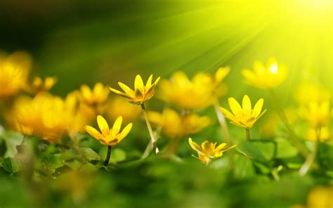 Wallpaper Yellow Flowers Sunshine 2880x1800 Hd Picture Image