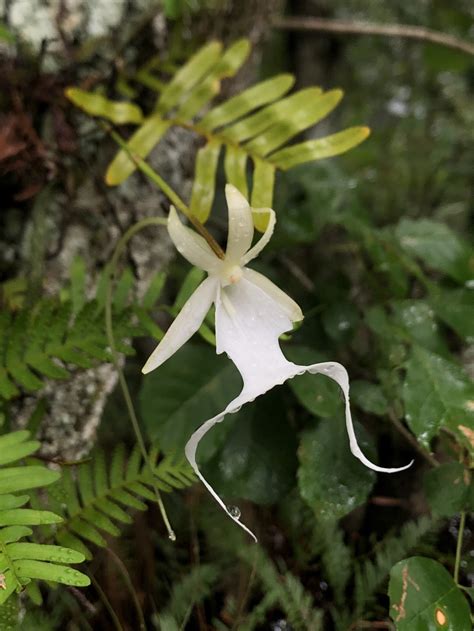Ghost Orchid May Get Protection Under Endangered Species Act Wgcu Pbs