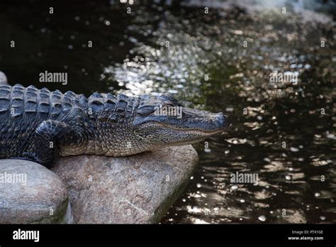 Young American Alligator Alligator Mississippiensis Rests Along The