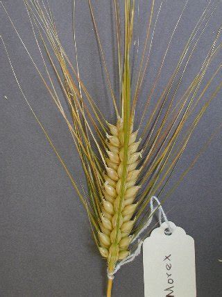 Certain barley varieties, called malting barleys, are developed specifically to possess the chemical properties desirable for malting. Barley_introduction