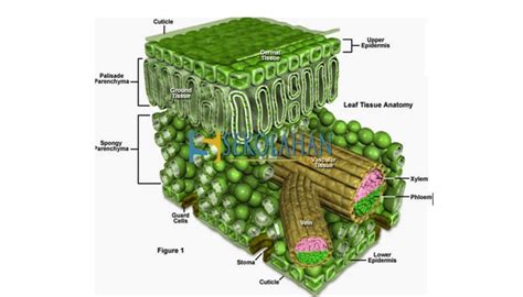 Jaringan Tumbuhan Pengertian Struktur Ciri Dan Fungsi Jaringan Pada