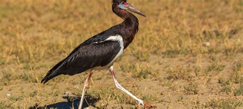 Go Birding In Kenya Nature Travel Birding Expert Guided Birding Tours