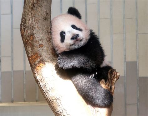 Cute baby panda to be shown to public - CBBC Newsround