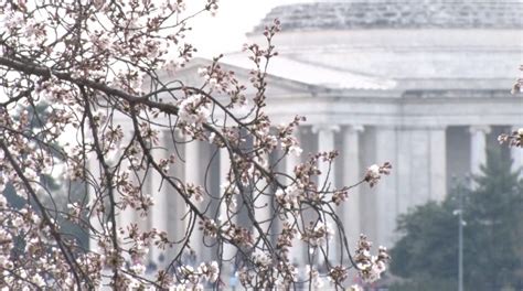 Cherry Blossoms Peak Bloom Arrives Early This Year Cns Maryland
