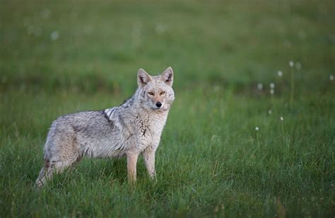 Coyotes In Central Texas The Official Website Of