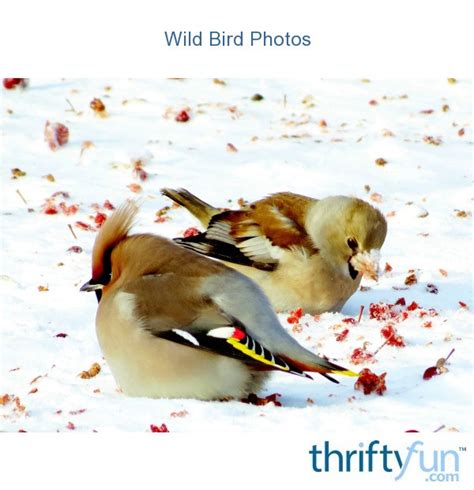 Wild Bird Photos Thriftyfun