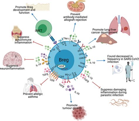 Novel Frontiers In Regulatory B Cells Mauri 2021 Immunological