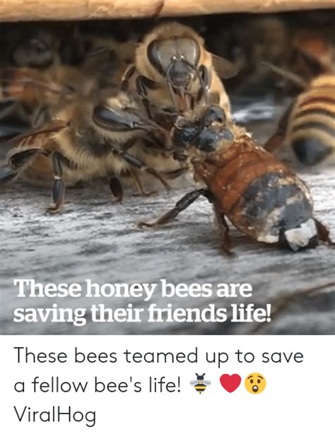 These Honey Bees Are Saving Their Friends Life These Bees Teamed Up To