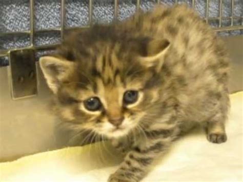 Check spelling or type a new query. Endangered Cat Born at Audubon - YouTube