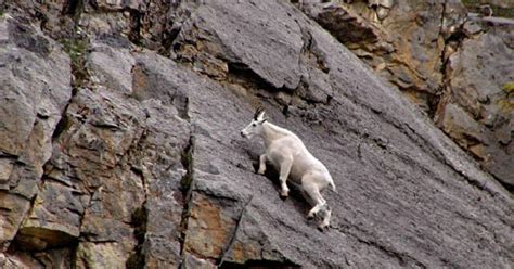 Flipfact February 28 2020 How Do Mountain Goats Climb Nearly