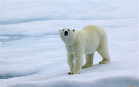 Polar Bears Wallpapers 61 Images