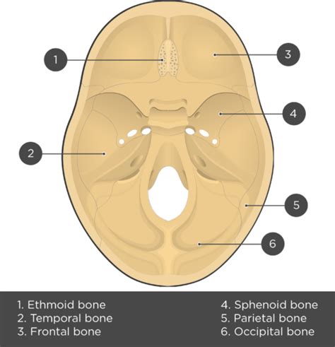 Floor Of Cranium Bones
