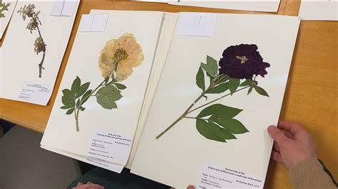 Grow with KARE: Preserving plants at the Arboretum's Herbarium | kare11.com