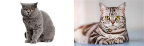 British Shorthair Vs American Shorthair Breed Comparison