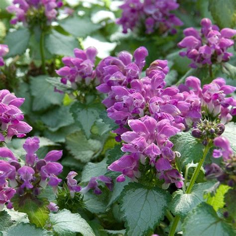 It makes a great woodland ground cover and spiller for containers. Lamium maculatum 'Purple Dragon' | Purple flowers garden ...