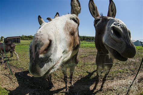 Animal Personalities Two Funny Donkeys Pose For Camera Photograph By
