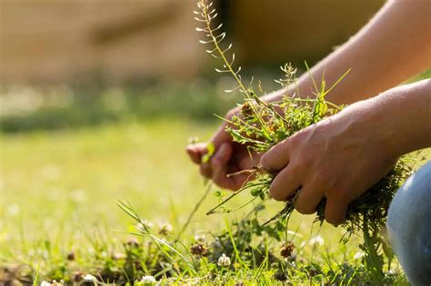 How To Get Rid Of Lots Of Weeds In Lawn