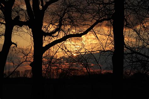 Free Images Tree Nature Forest Branch Sky Sun Sunrise Sunset