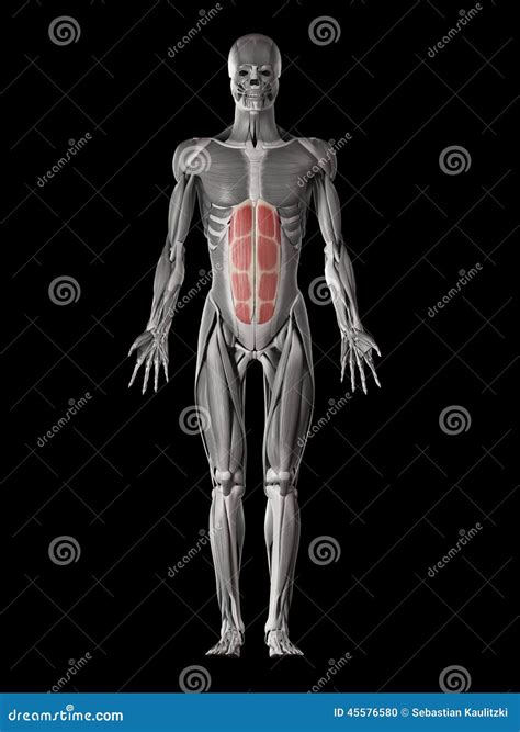 Human Rectus Abdominis Muscles On Xray Body Stock Illustration