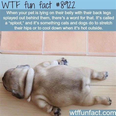 Fun And Unusual Facts About Dogs For Kids Artofit