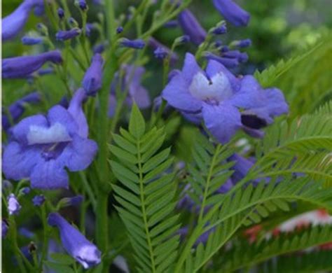Jacaranda bonsai blue�, jacaranda mimosifolia 'sakai01'. 'Bonsai Blue' Jacaranda is at Home in the Garden and ...