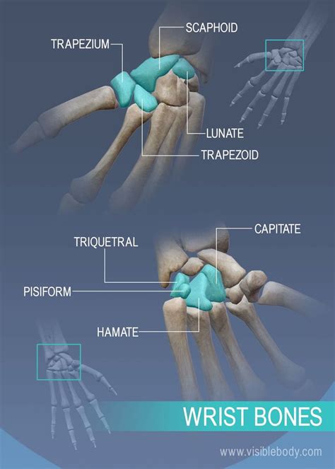 Trapezium, Scaphoid, Lunate, Trapezoid, Capitate, Triquetral, Pisiform