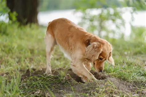 Why Do Dogs Dig Holes In Your Backyard Lets Find Out 2024