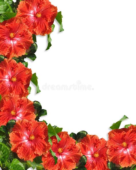 Hibiscus Flowers Border Background Stock Illustration Illustration Of