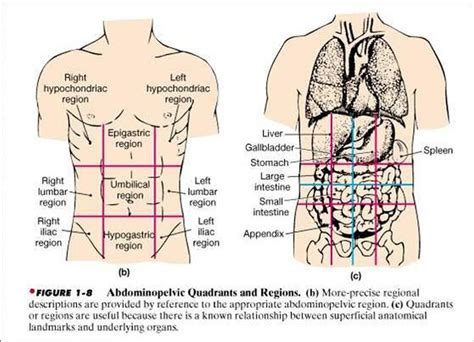 Abdominal Anatomy Diagram Abdominal Cavity Chart Human Anatomy Body