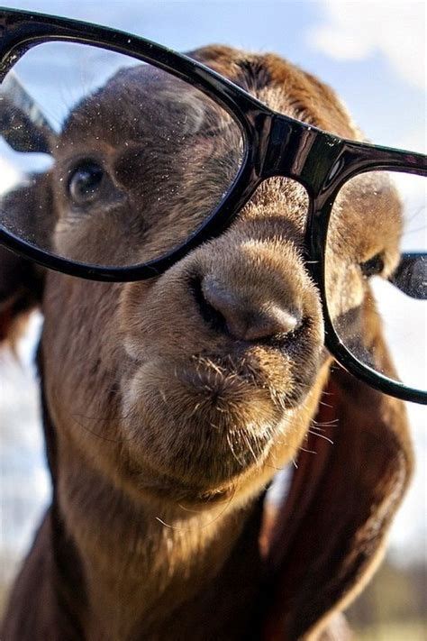 Weve Gathered Our Favorite Ideas For Do These Make Me Look Smart Goat On Glasses Goats Explore