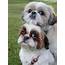 15 Photos That Prove Shih Tzus Are The Worst Dogs On Earth 