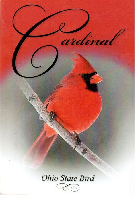 Postcrossing Us 2005849 Cardinal Ohio State Bird Postca Flickr