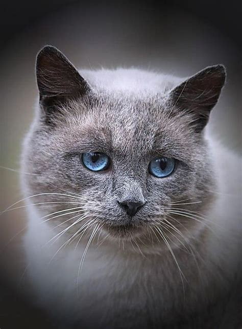 Blue Eyes Cats Grey Cats Beautiful Cats