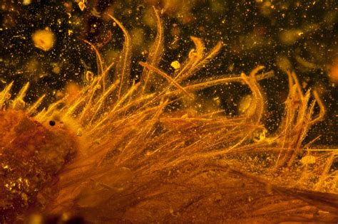 Scientists Are "Blown Away" to Find a Feathered Dinosaur ...