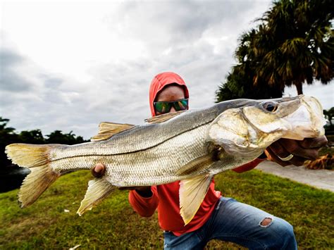 How To Fish For Snook The Complete Guide