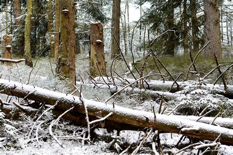 무료 이미지 숲 분기 눈 겨울 목재 바람 서리 늙은 로그 날씨 시즌 임학 처럼 코스 삼림지 타락
