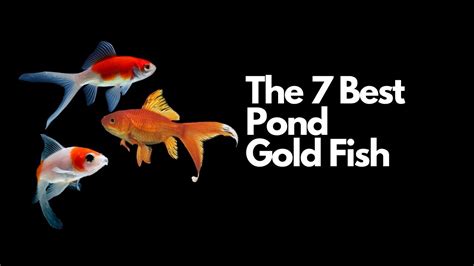The 7 Best Pond Goldfish 🐟 Youtube