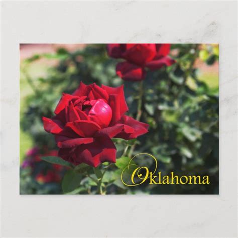 Oklahoma State Flower Oklahoma Rose Postcard Zazzle