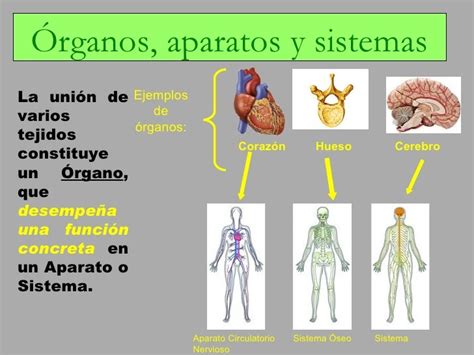Ciencia Cuarto Lmr 42 Sistemas Y órganos