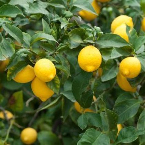 Growing Lemons Thriftyfun