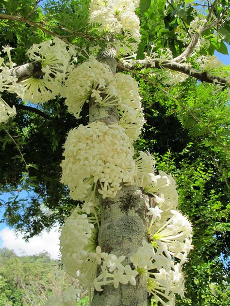 Tropical flowering trees and shrubs. Scented Daphne, Rosy Apple (Phaleria clerodendron); Tall ...