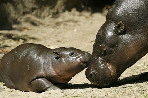 Hipopótamo Pigmeo Caracteristicas Qué Come Habitat