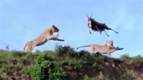 Athletic Lioness Snatches Antelope In Mid Air