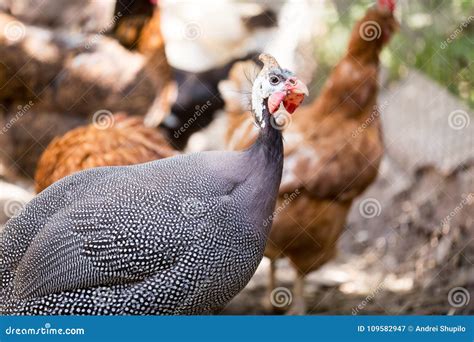 Portrait Of A Guinea Fowl On A Farm Stock Image Image Of Poultry
