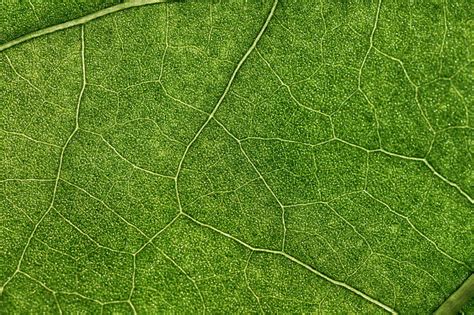Plant Leaf Veins Macro Green Hd Wallpaper Peakpx