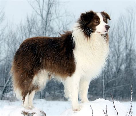 Border Collie Breed Guide Learn About The Border Collie
